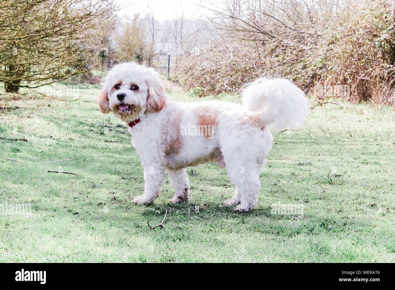 white cavachon dog