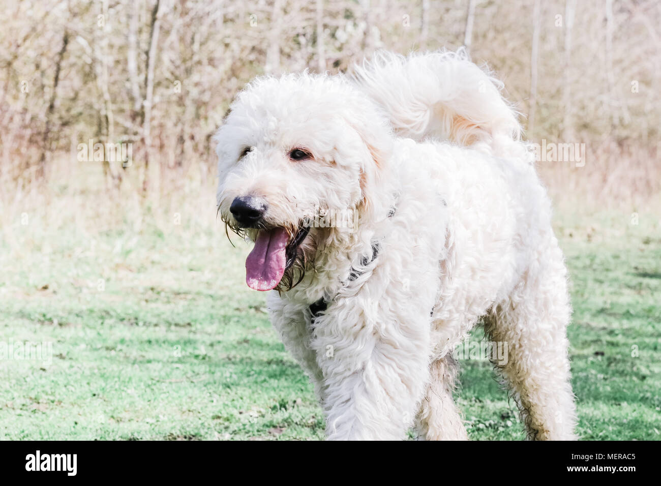 Golden Doodle dog out on a walk in the countryside, UK Stock Photo
