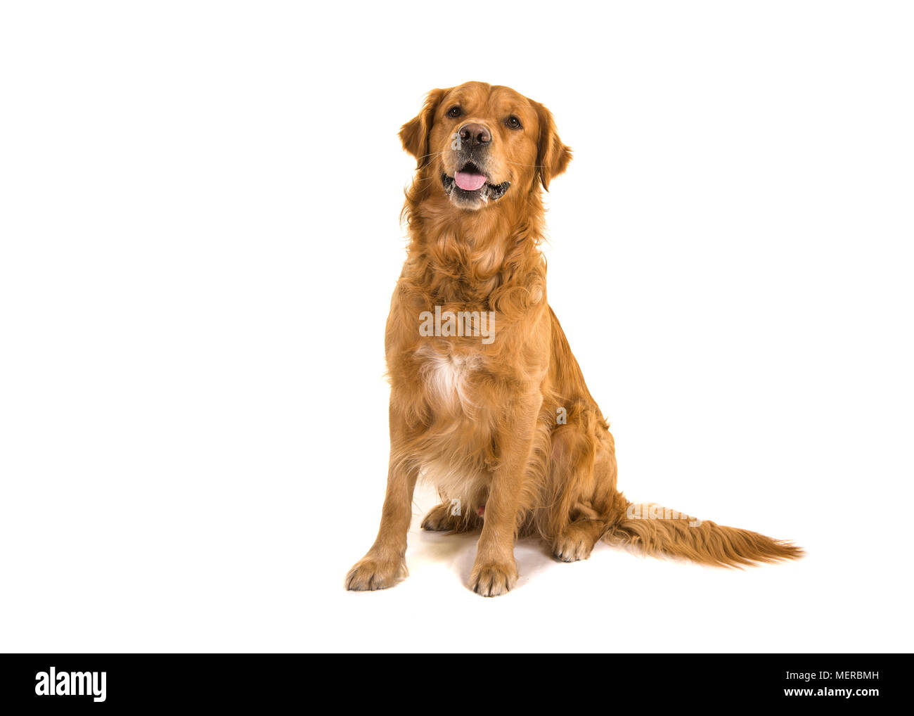 How Can I Whiten My Dogs Fur Around His Mouth