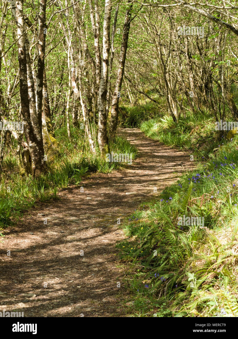 Woodland path through silver birch (Betula Pendula) trees, Leitir Fura, Kinloch Forest, Isle of Skye, Scotland, UK Stock Photo