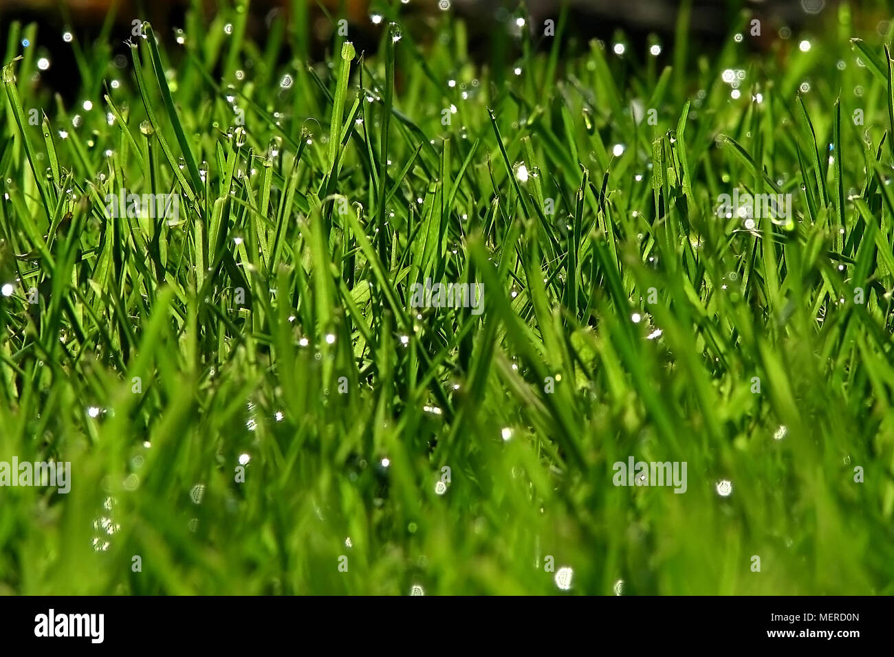 Drops on blades of grass just after the rain Stock Photo