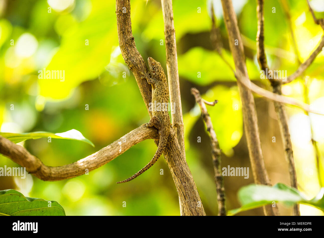 Seychelles- Gecko in the forest Stock Photo