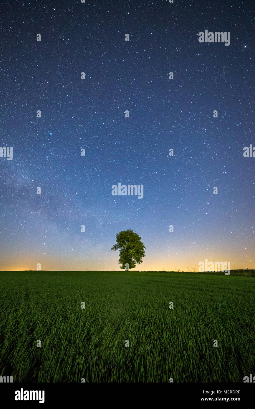 Lonely tree at night. Milky Way rising in background at sky full of ...