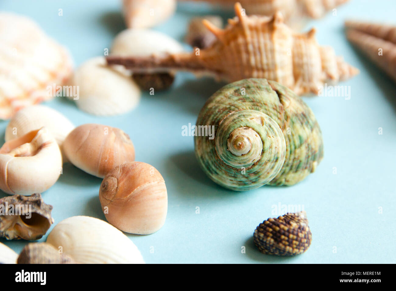 Seashells flat lay pattern on blue background, sea vacation background, top view Stock Photo