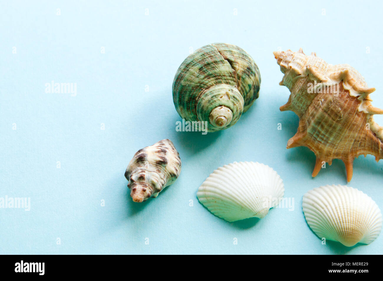 Seashells flat lay pattern on blue background, sea vacation background with copy space, top view Stock Photo