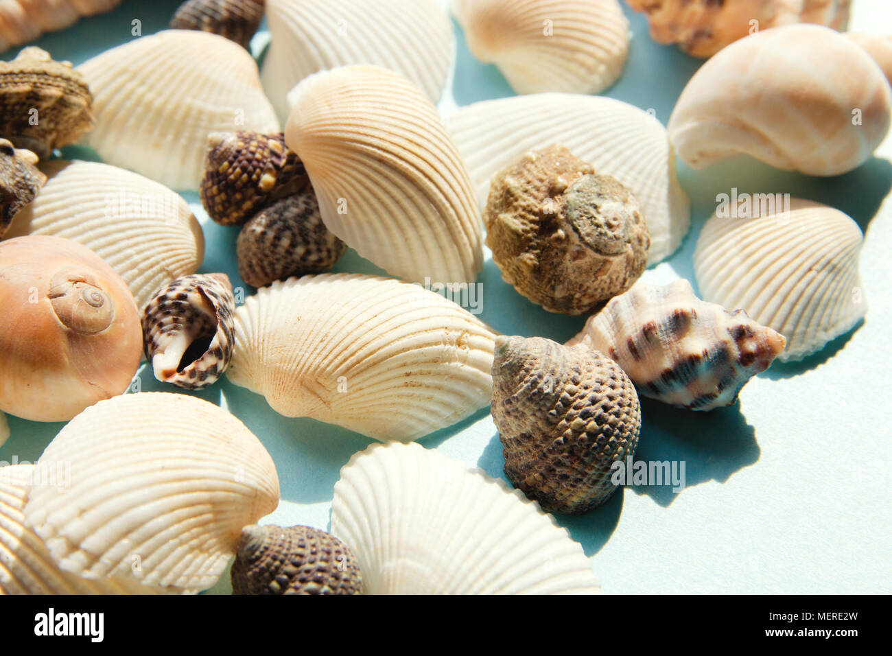 Seashells flat lay pattern on blue background, sea vacation background close up Stock Photo