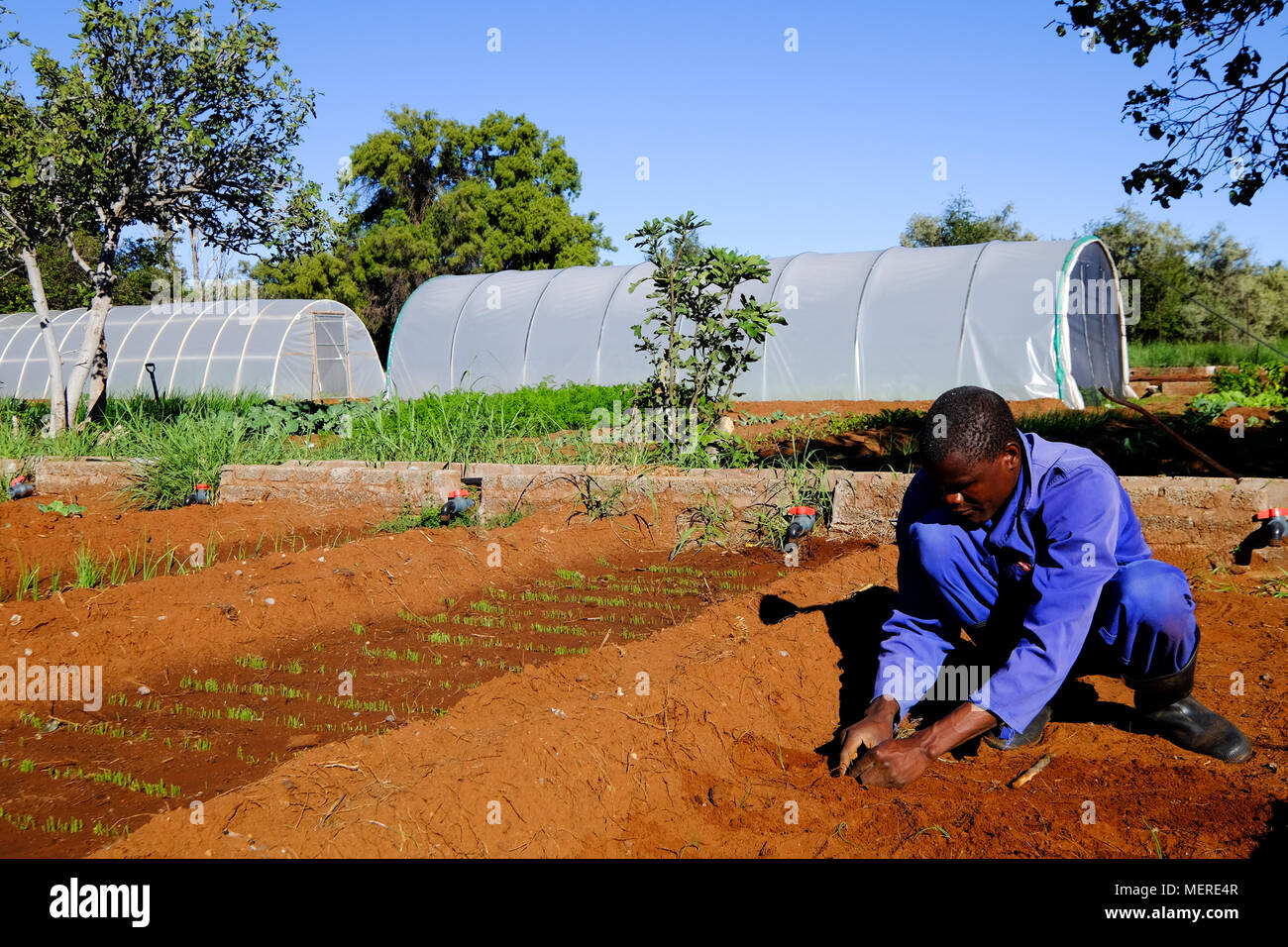 Farm Worker tending to Vegetable Garden Organic Vegetable Garden Small scale vegetable farm Stock Photo