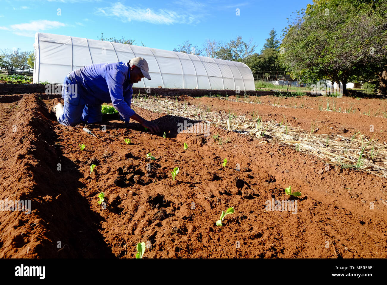 Farm Worker tending to Vegetable Garden Organic Vegetable Garden Small scale vegetable farm Stock Photo