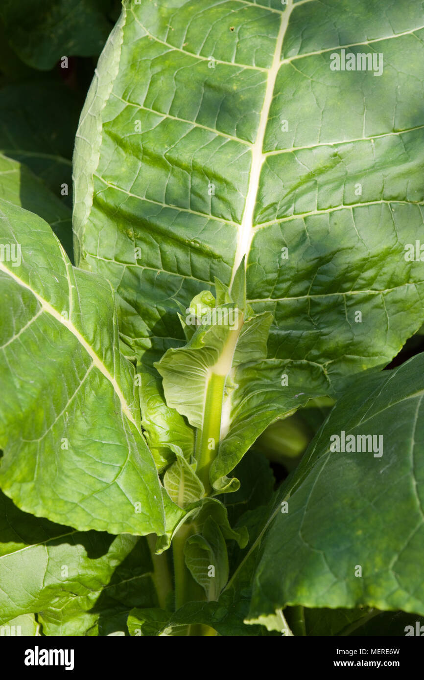 'Kentucky' Tobacco, Virginiatobak (Nicotiana tabacum Stock Photo Alamy