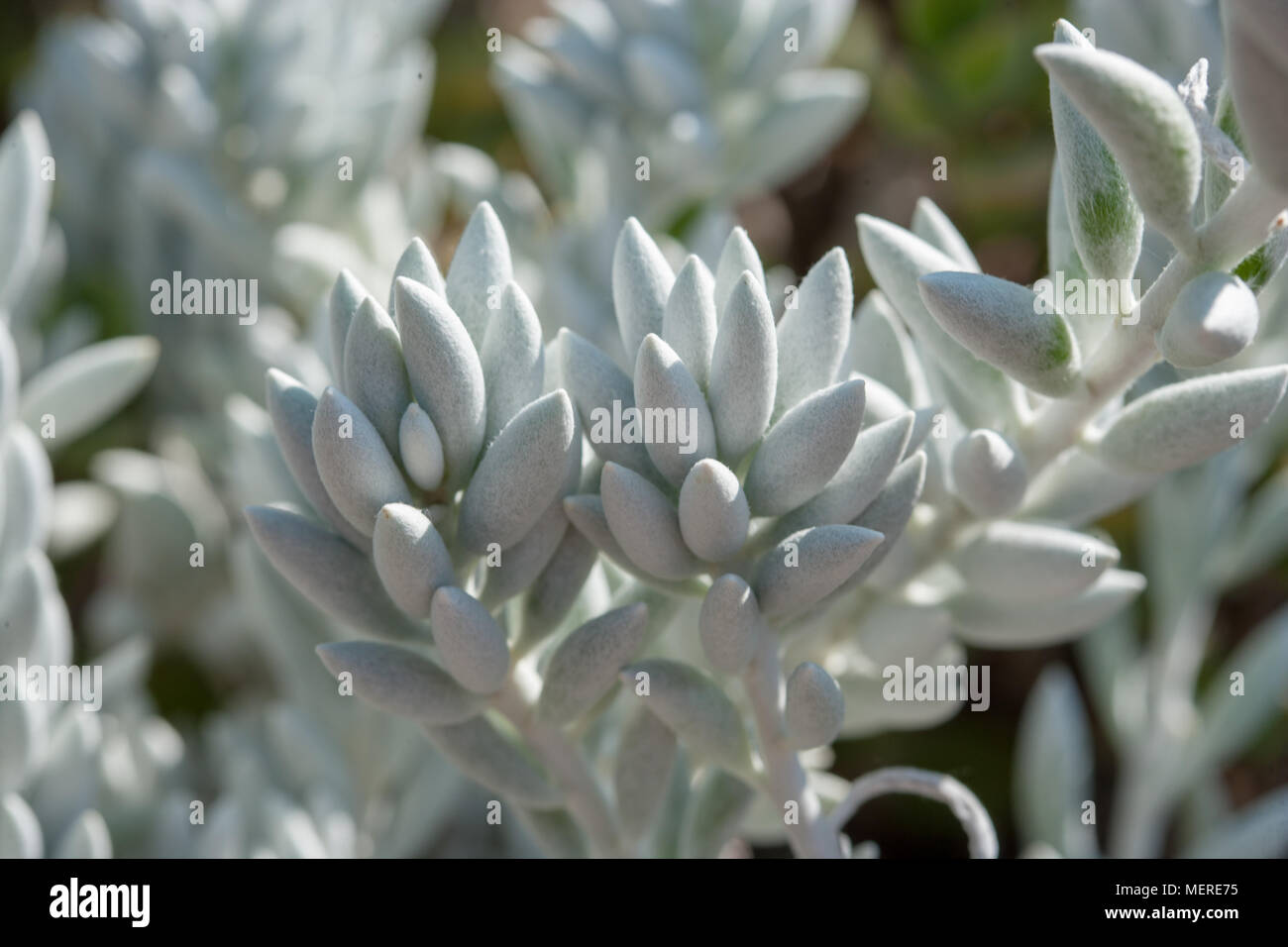 Woolly Senecio, Kokongfetstånds (Senecio haworthii) Stock Photo