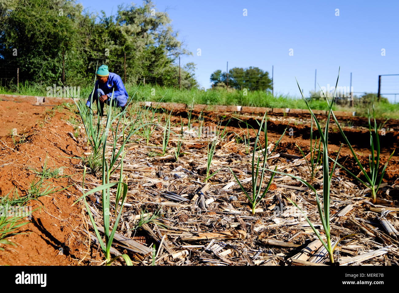 Farm Worker tending to Vegetable Garden Organic Vegetable Garden Small scale vegetable farm Small scale garlic production Stock Photo