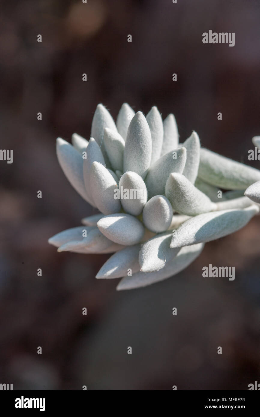 Woolly Senecio, Kokongfetstånds (Senecio haworthii) Stock Photo