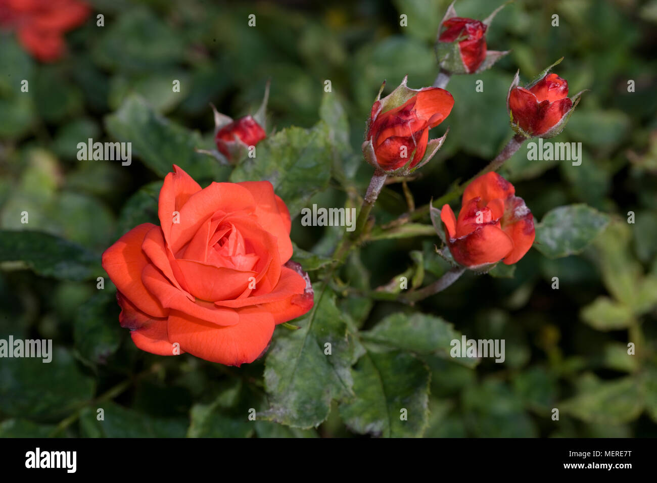 Orange Sensation' Floribunda Rose, Floribundaros (Rosa Stock Photo - Alamy