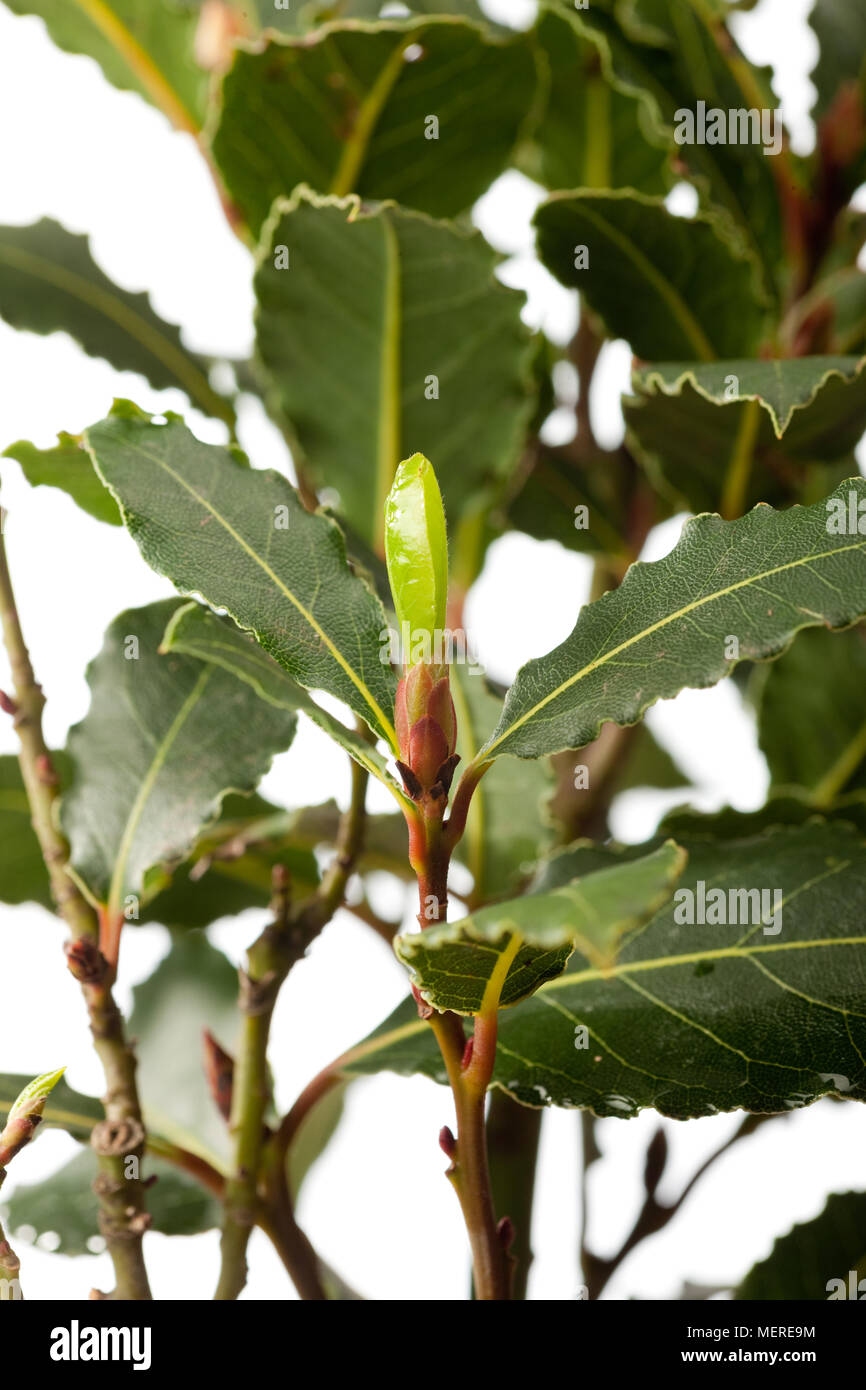Bay laurel, Lager (Laurus nobilis) Stock Photo