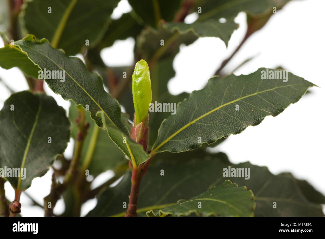 Bay laurel, Lager (Laurus nobilis) Stock Photo