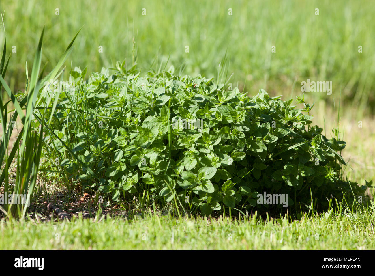 Oregano, Kungsmynta (Origanum vulgare Stock Photo - Alamy