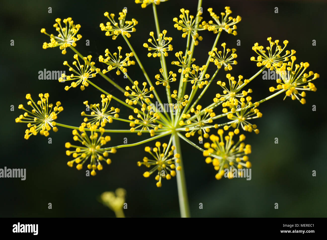 Dill, Selinum graveolens (Anethum graveolens) Stock Photo