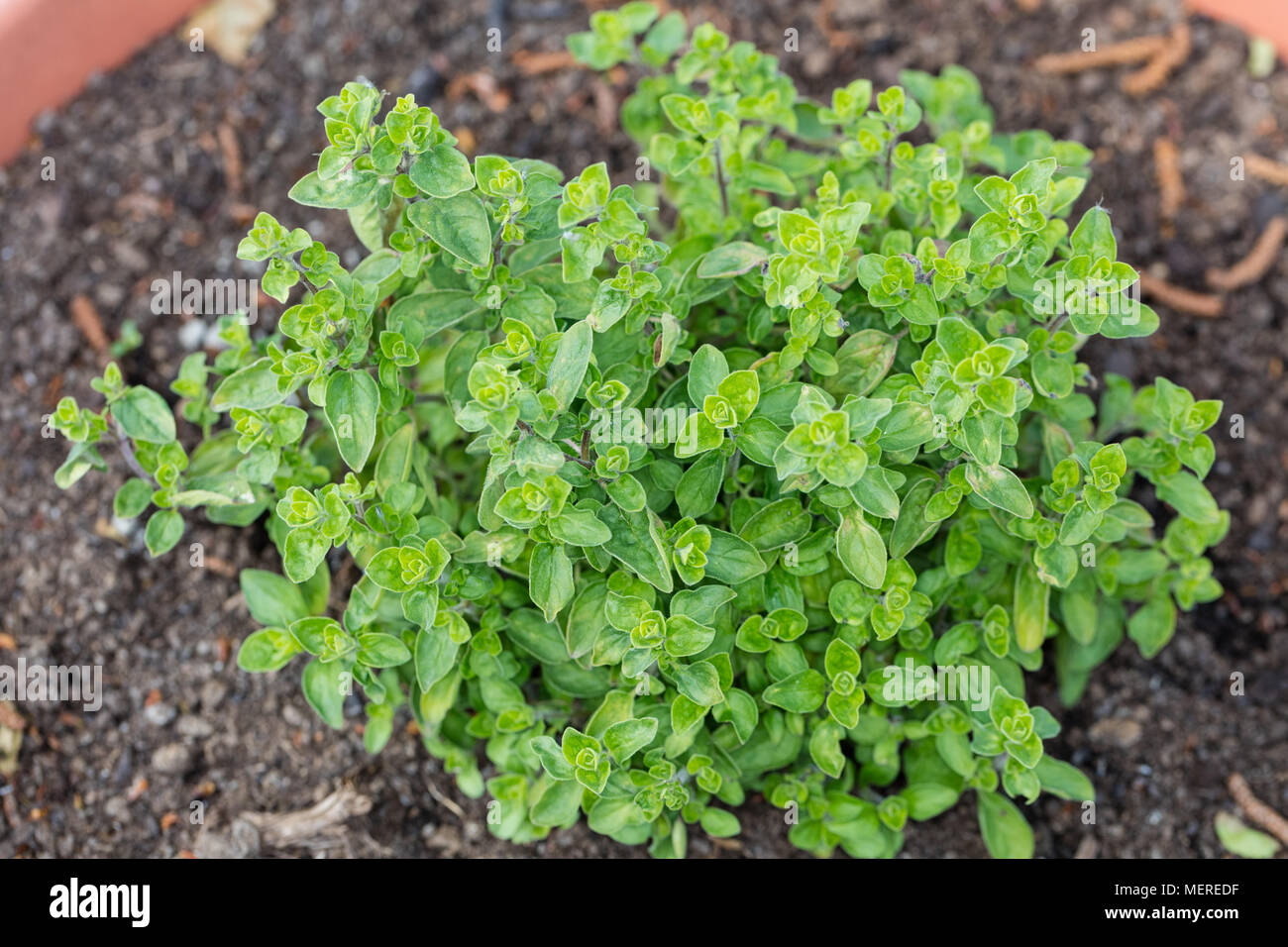 Oregano, Kungsmynta (Origanum vulgare Stock Photo - Alamy