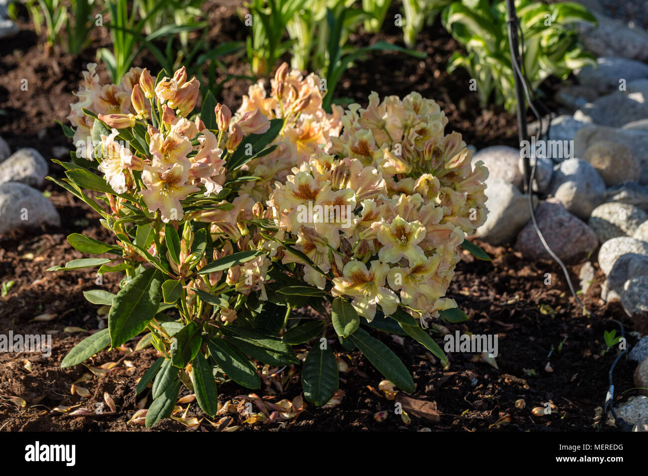 'Elsie Straver' Rhododendron, Parkrhododendron (Rhododendron catawbiense) Stock Photo