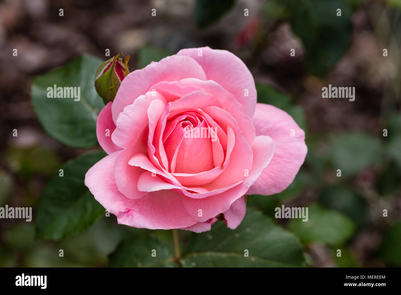 'Queen Elizabeth' Grandiflora rose, Grandiflora ros (Rosa Stock Photo ...