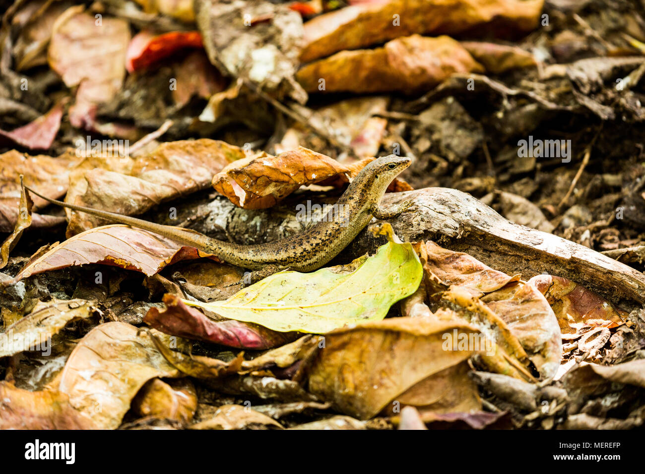 Seychelles Skink, (Trachylepis seychellensis) Seychellen Stock Photo