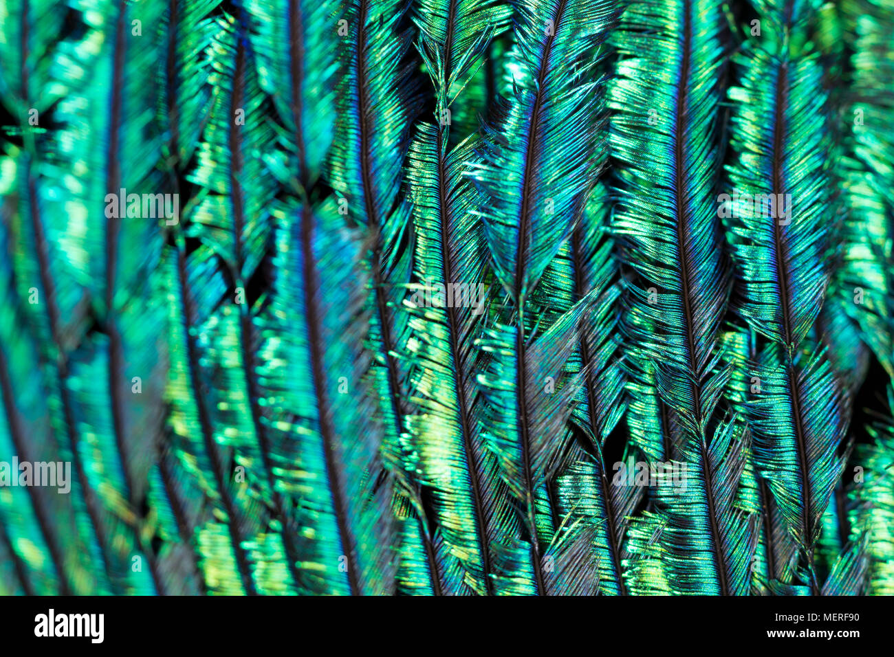 Close up picture of the feather structure and colours from the tail feathers of a domesticated Indian peacock Pavo Cristatus. Lancashire England UK GB Stock Photo