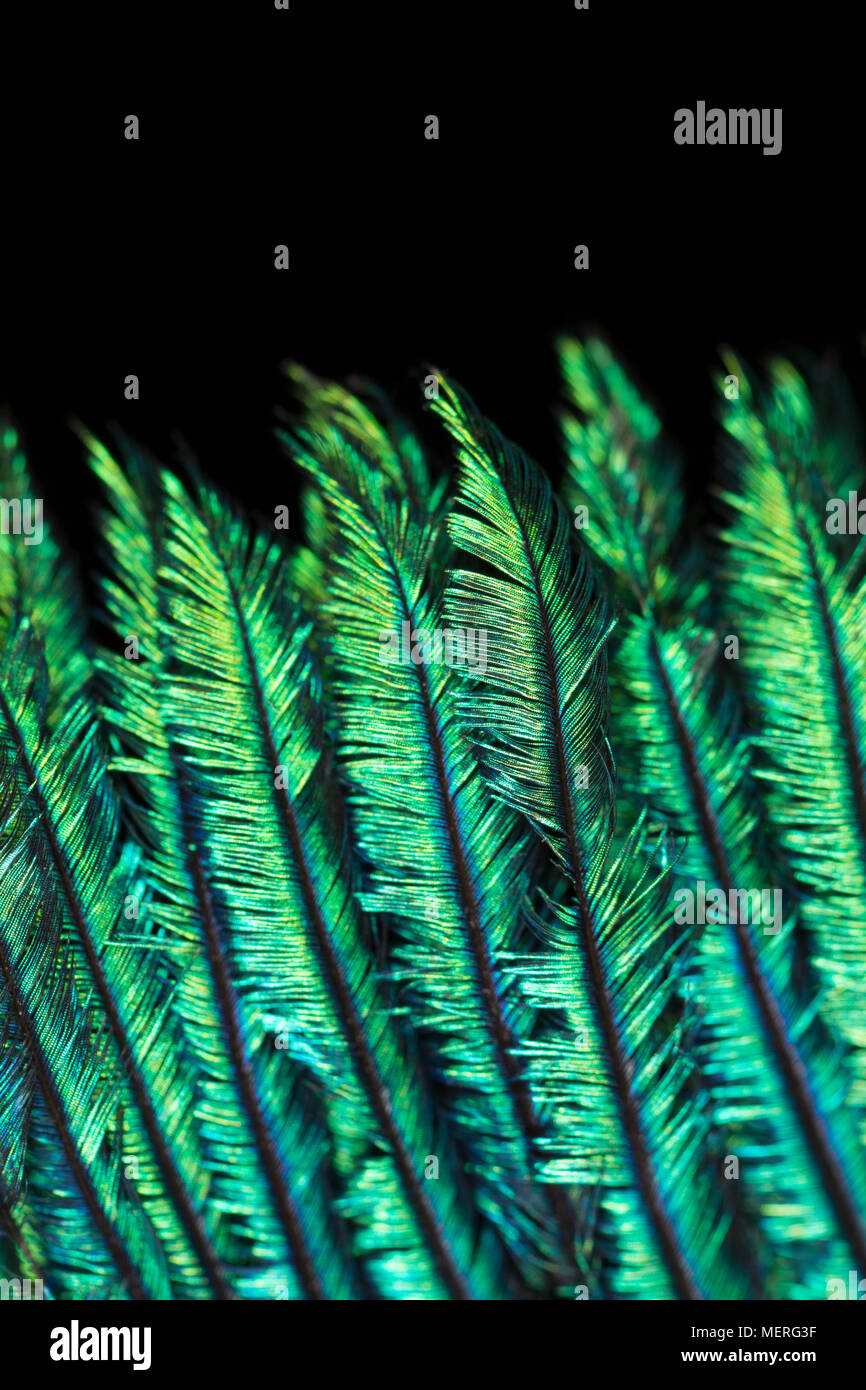 Close up picture of the feather structure and colours from the tail feathers of a domesticated Indian peacock Pavo Cristatus. Lancashire England UK GB Stock Photo