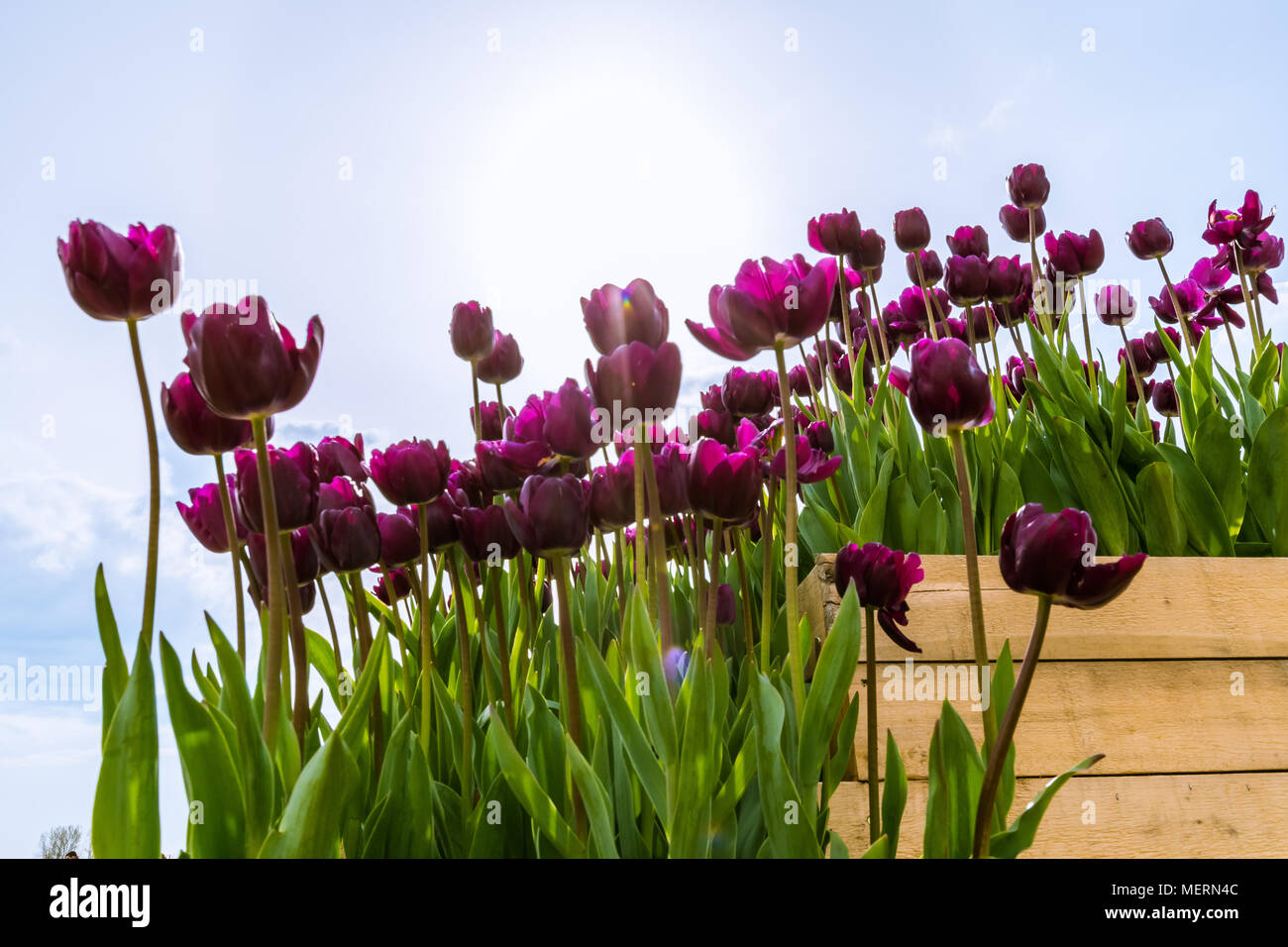 Dark Purple Tulips in a Tulip Farm in Chilliwack, BC, Canada Stock Photo