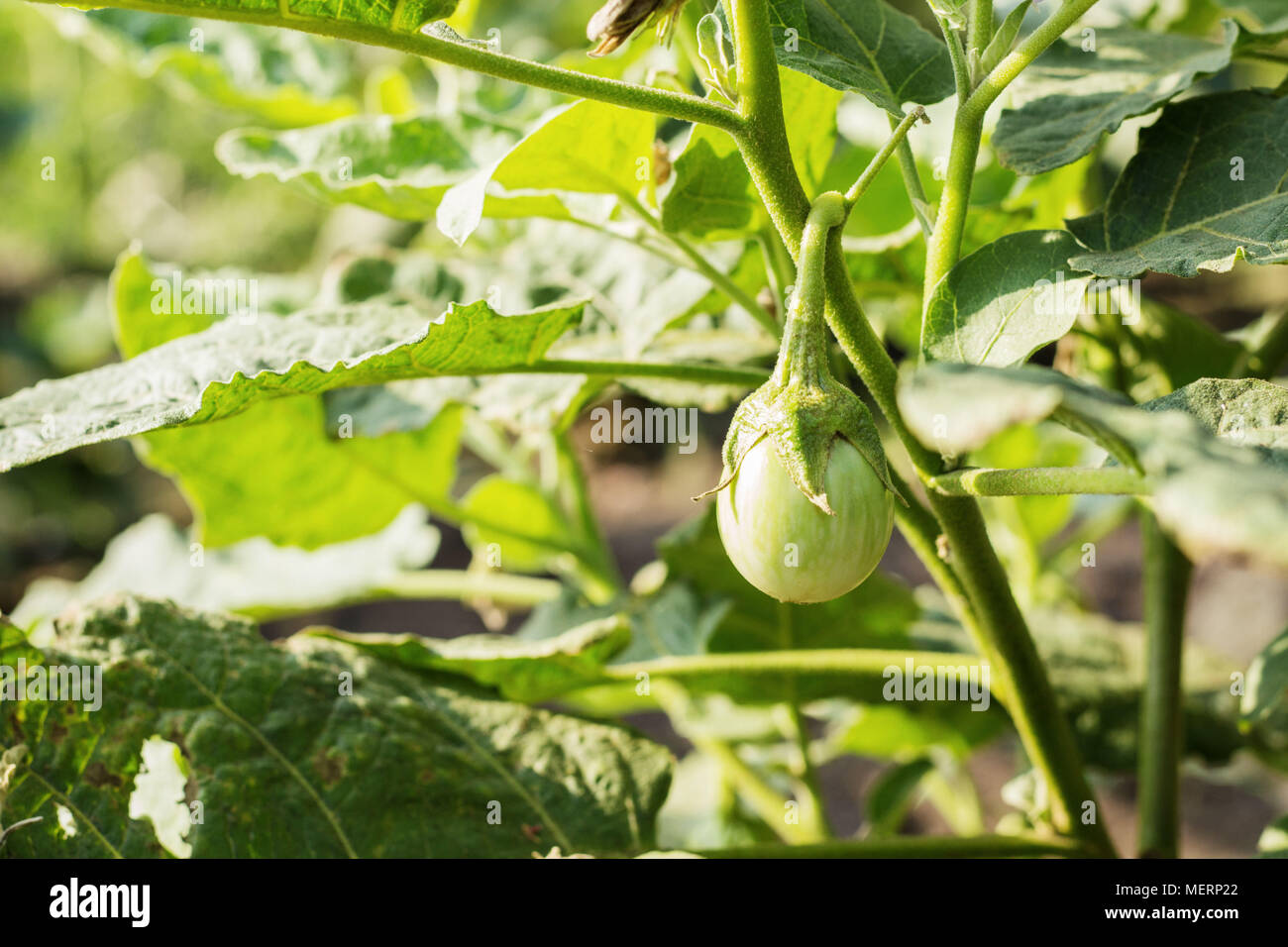 Eggplant on the plantation with sunlight Stock Photo Alamy