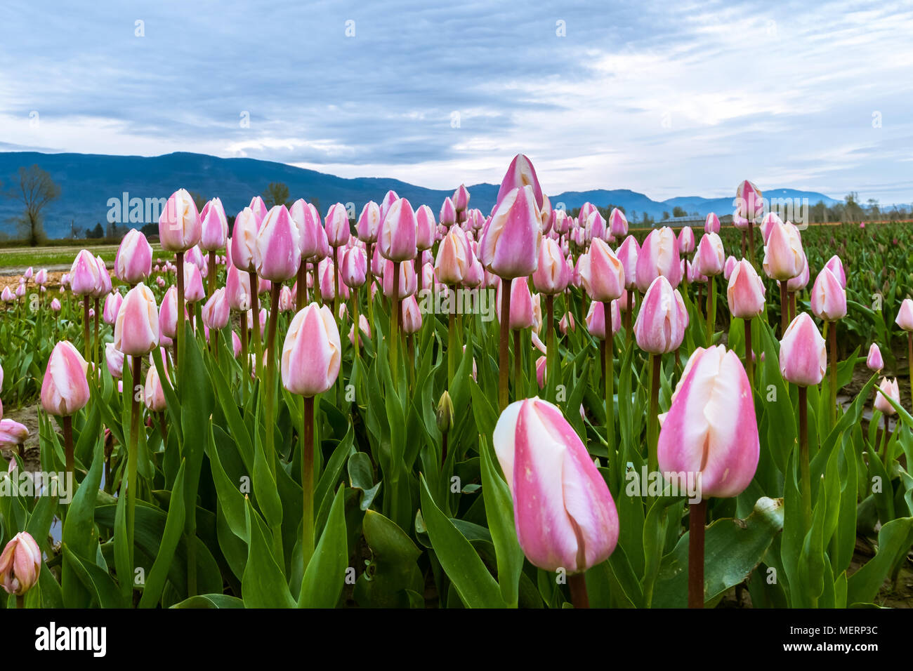 Lake tulips edge taman @ Lake Edge