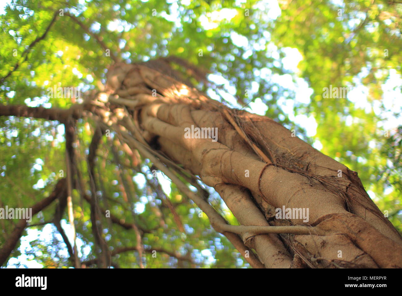 tropical forest tree canopy. multi layer plants in lush jungle. Looking uo from under big evergreen tree canopy Stock Photo