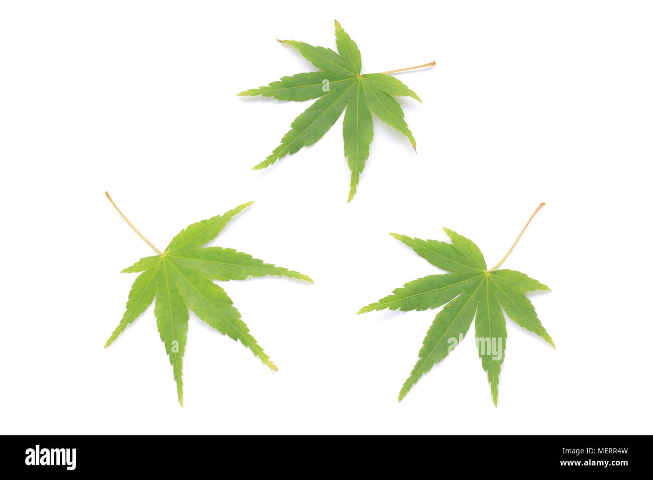 Japanese fresh green maple leaf on white background Stock Photo - Alamy
