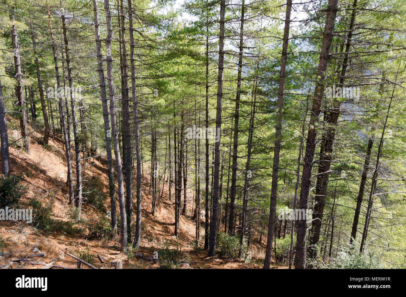 Pine trees in forest in mountains, Haa Valley, Bhutan Stock Photo Alamy
