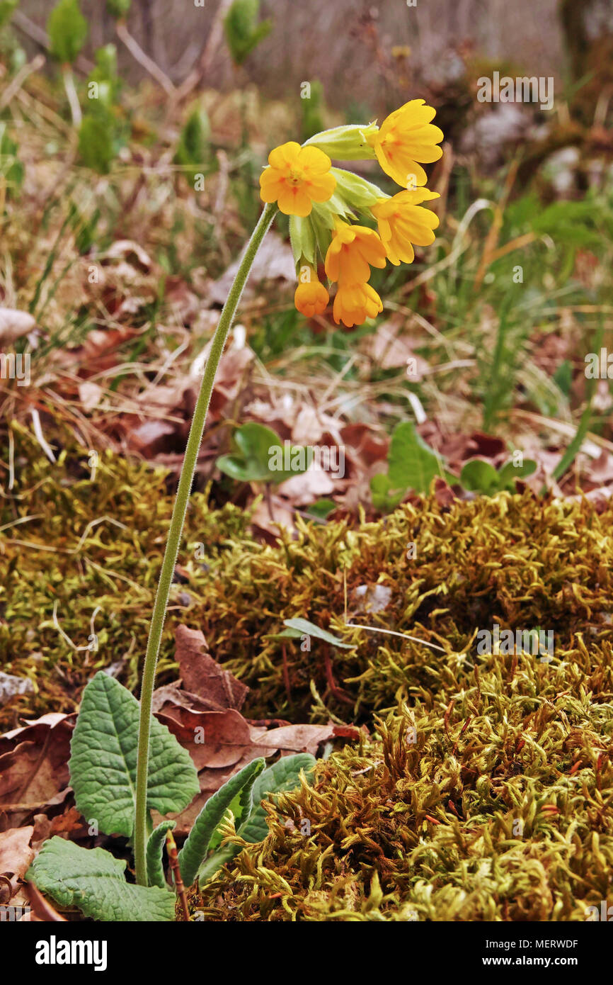 plant of cowslip in full blooming, Primula veris Stock Photo