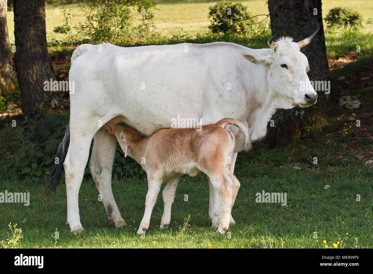 cow is feeding its calf, bos taurus, bovidae Stock Photo Alamy