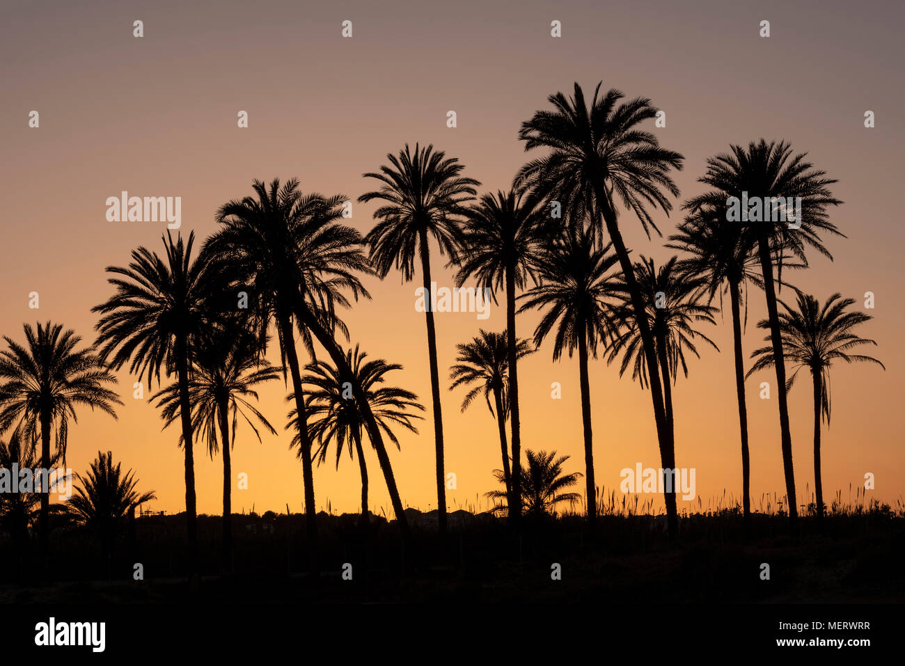 Sunset with palm tree grove silhouetted, blue sky with golden sun,Cala ferris, Torrevieja,Costa Blanca, Spain Stock Photo