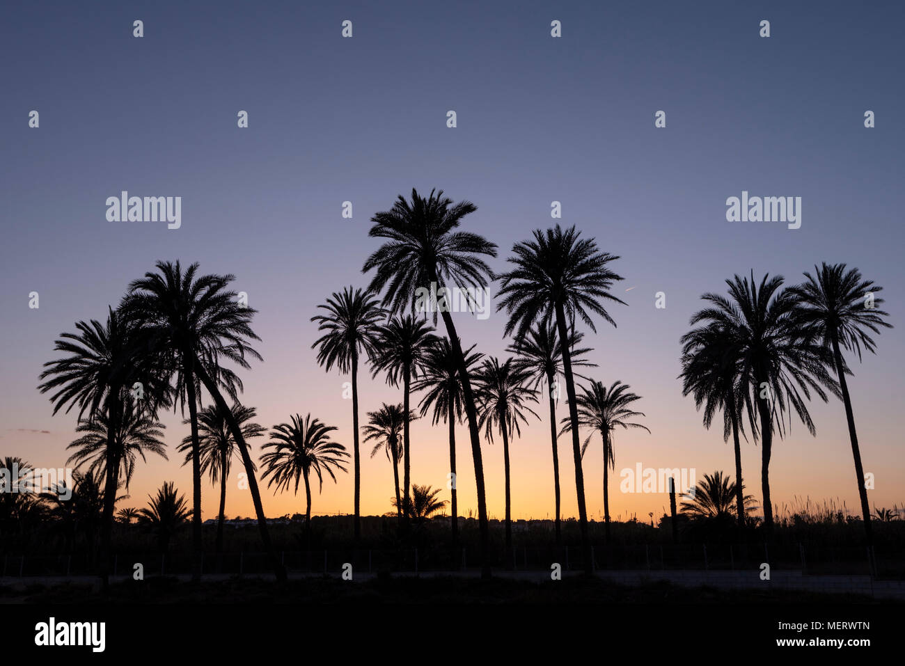 Sunset with palm tree grove silhouetted, blue sky with golden sun,Cala ferris, Torrevieja,Costa Blanca, Spain Stock Photo