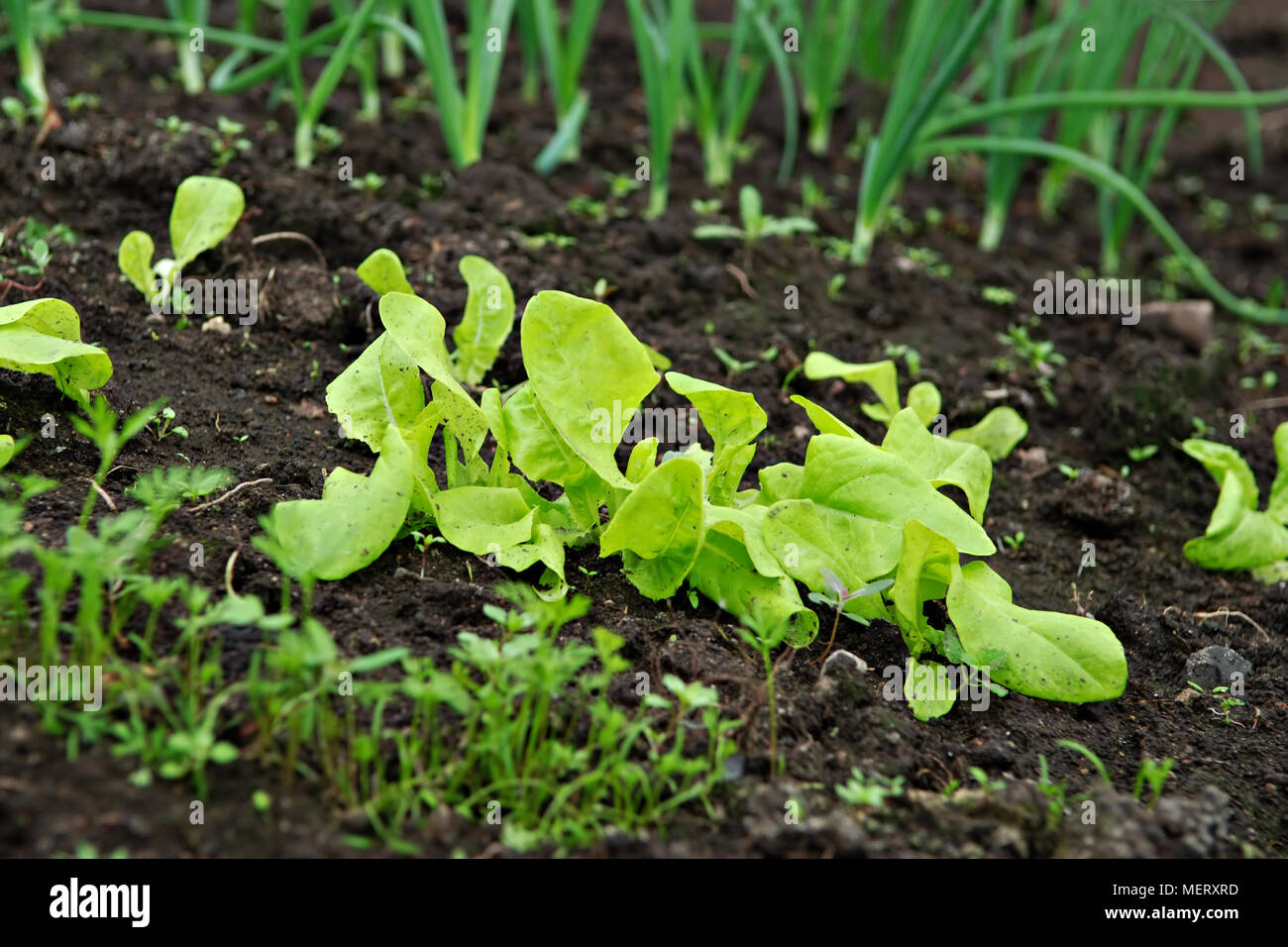 Different Bio vegetable seedlings (lettuce, onion) growing in the soil. Stock Photo