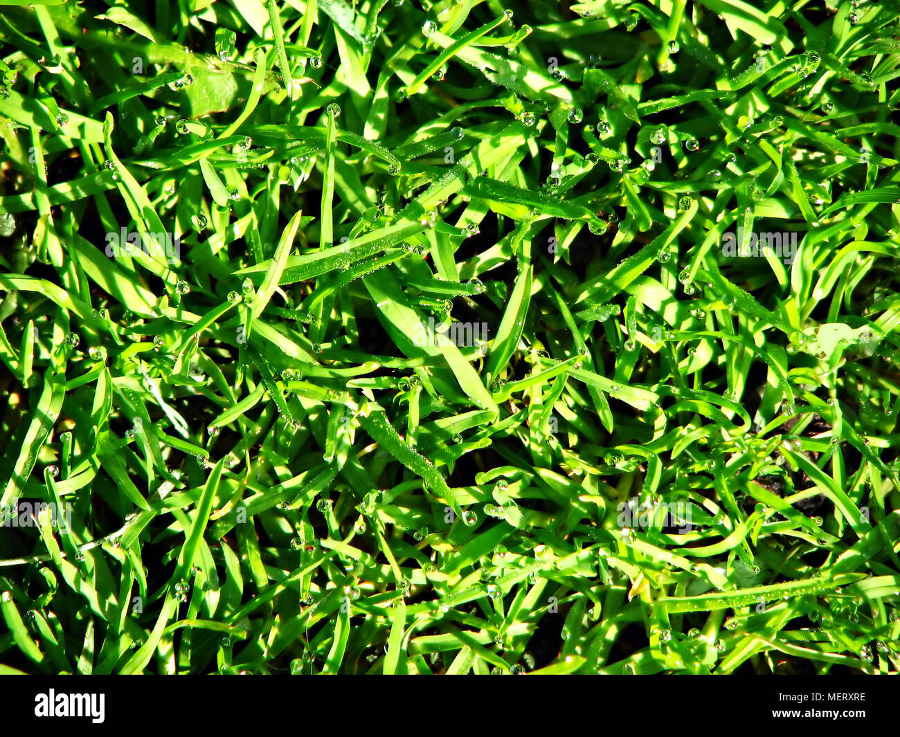Grass with raindrops. Stock Photo