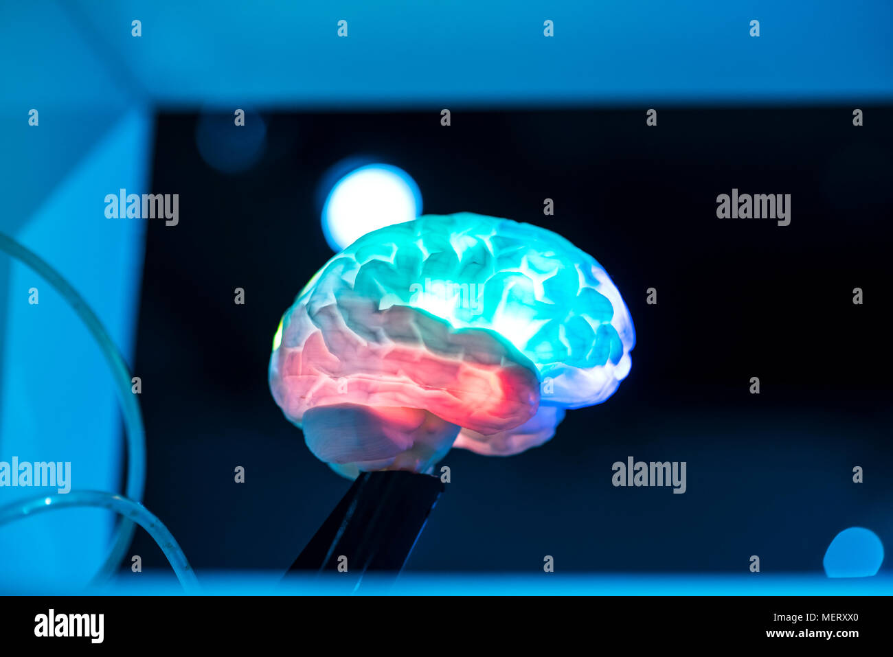 MODEL OF colorful HUMAN BRAIN on blur background Stock Photo - Alamy