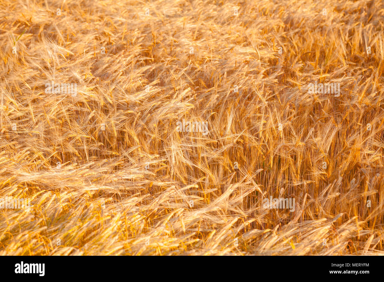 Summer field with ripe golden barley ready for harvest agricultural ...