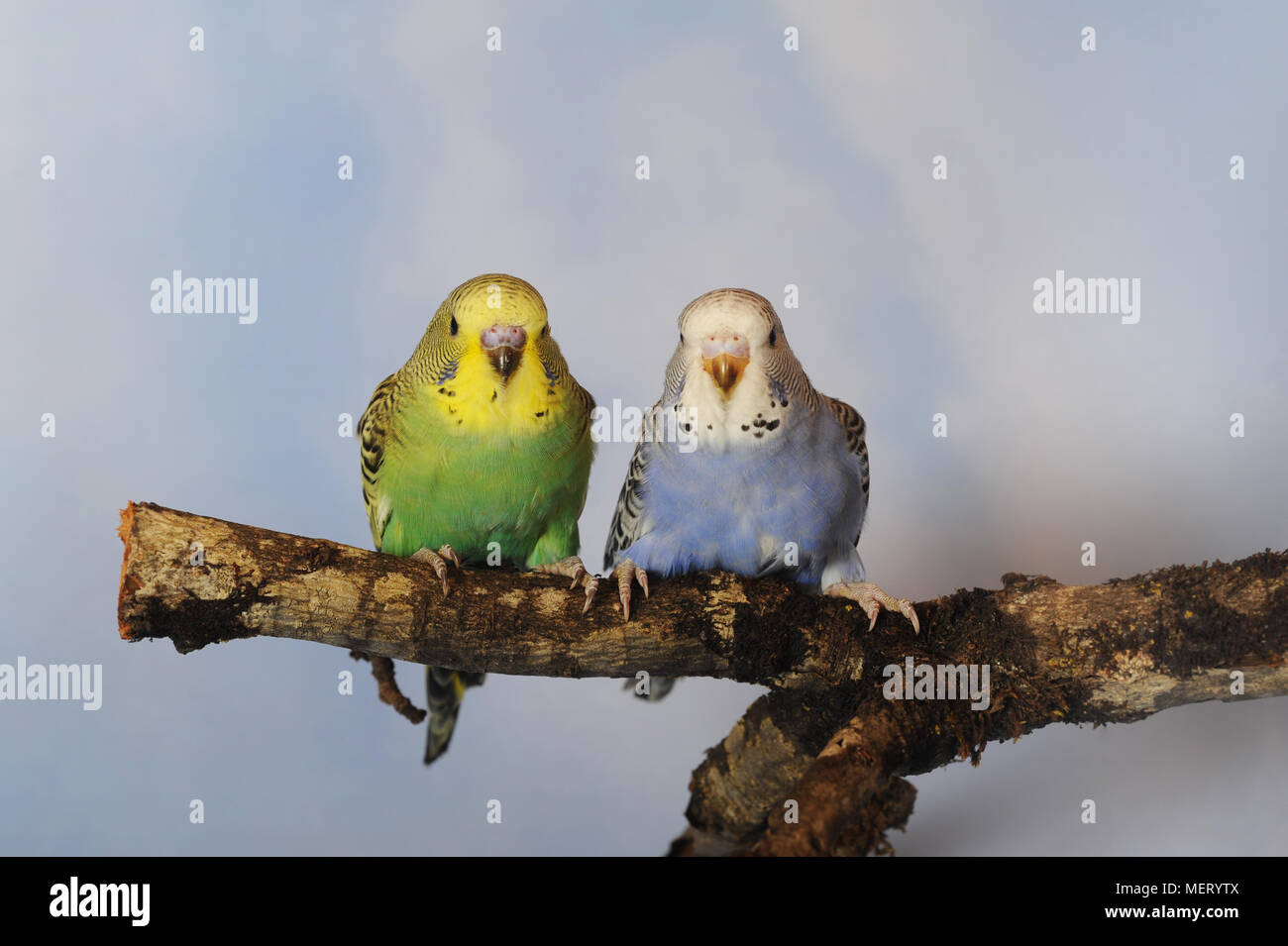 Young budgies, green-yellow and blue-white, sitting on branch Stock Photo
