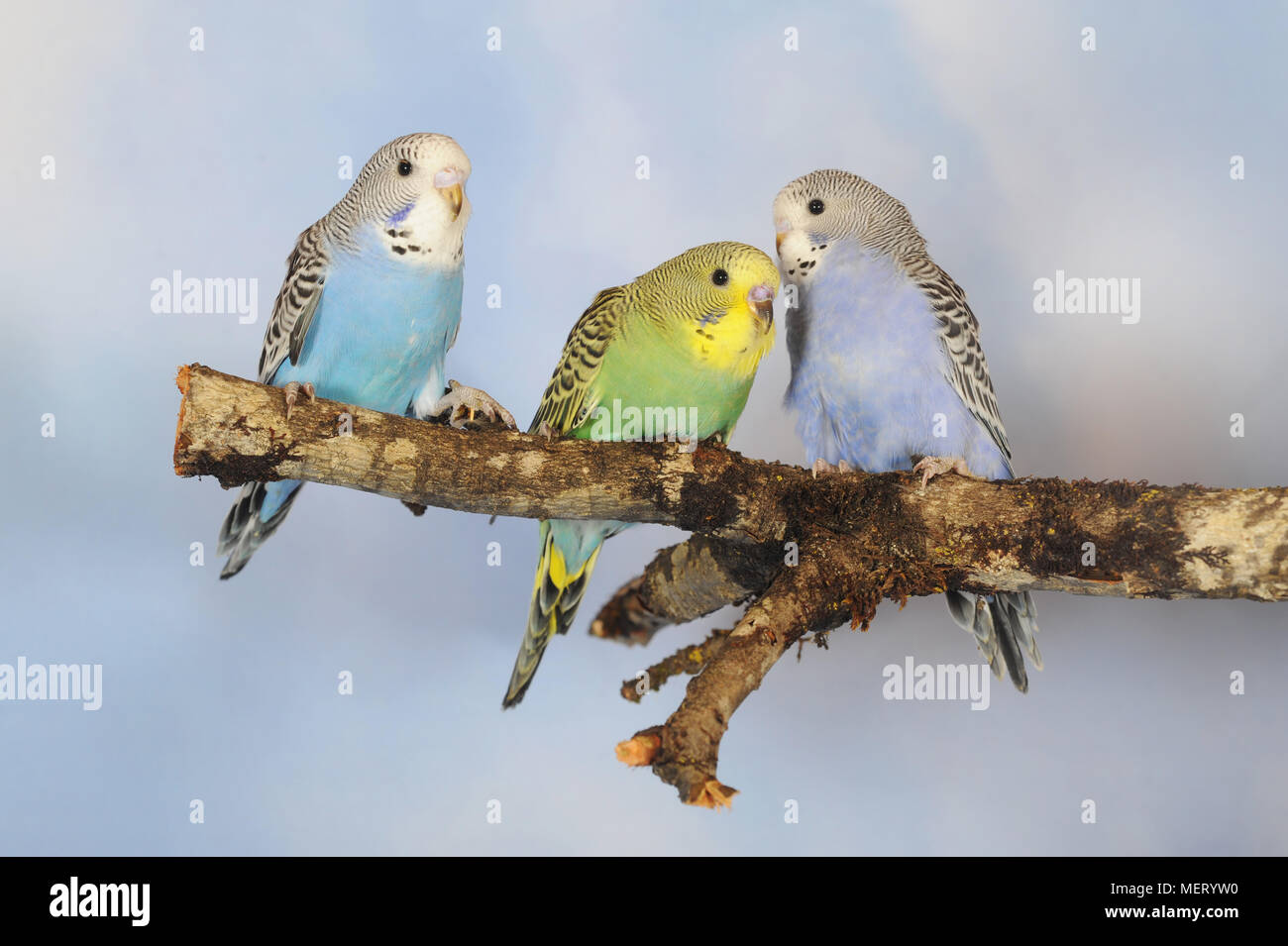 Young budgies, green-yellow and blue-white, sitting on branch Stock Photo