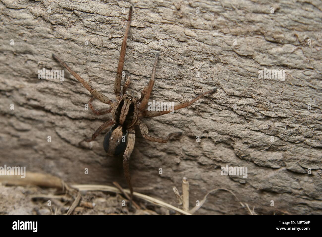 Wolf Spider, Lycosa furcillata, climbing a wooden fence. Stock Photo