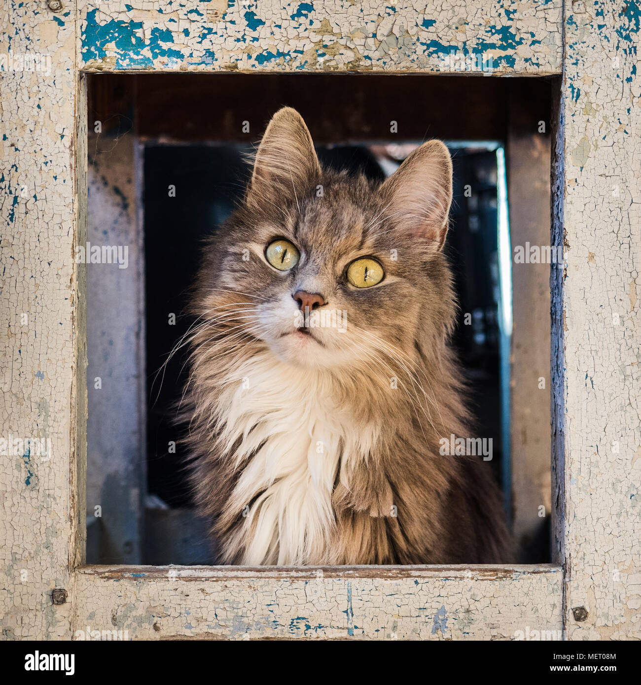 Lovely, fluffy, gray kitten, sitting under a shabby, rustic chair and piteously looking in the direction. Caring for animals Stock Photo