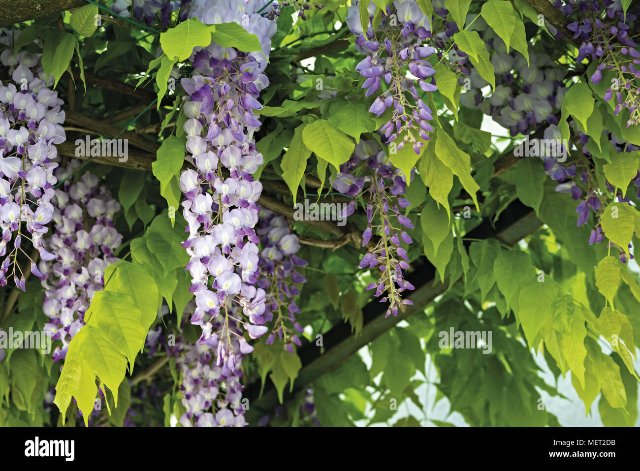 Pergola with climbing white wisteria hires stock photography and