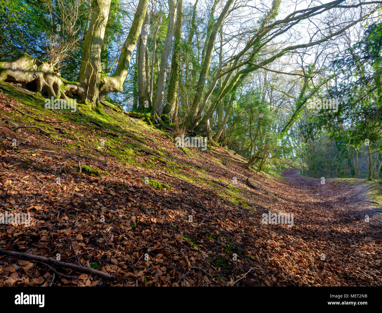 Spring sunshine through the trees along a steep footpath in Ashdown Hanger Wood near Petersfield, Hampshire, UK Stock Photo