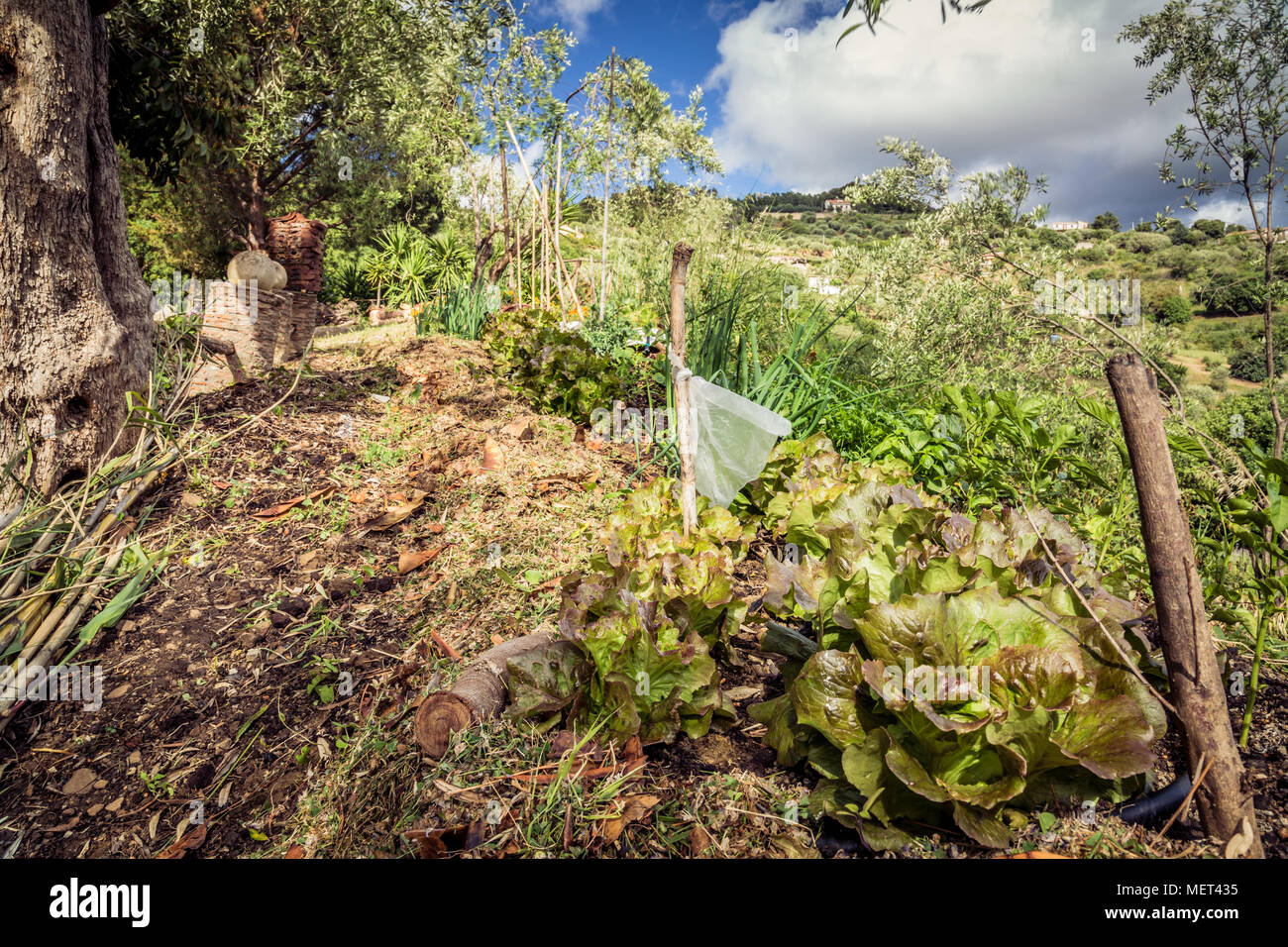 Organic lettuce. Vegetable garden with assorted vegetables, blue sky and clouds. Agriculture Stock Photo