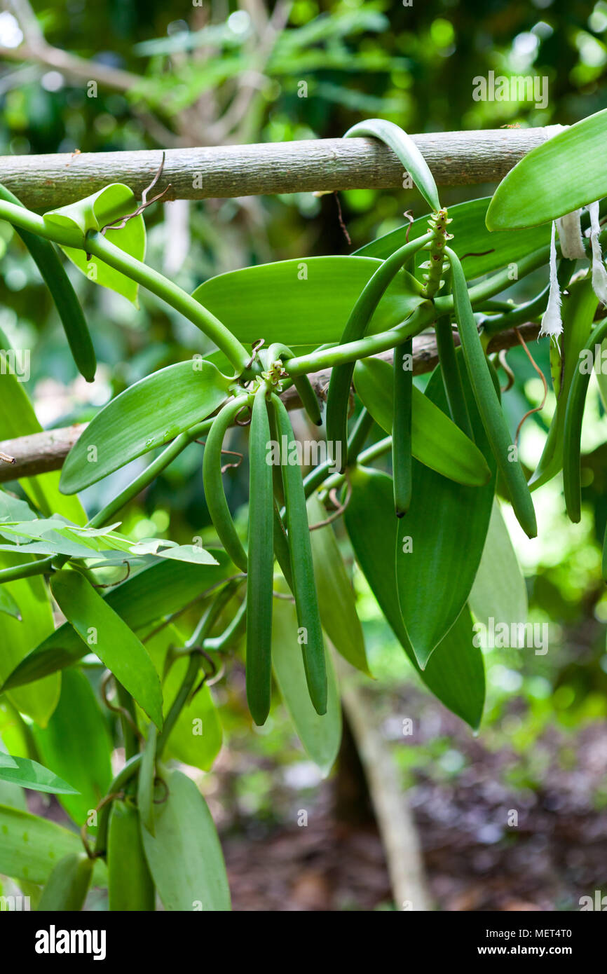 vanilla plant and green vanilla pods in the plantation on tree outdoors MET4T0