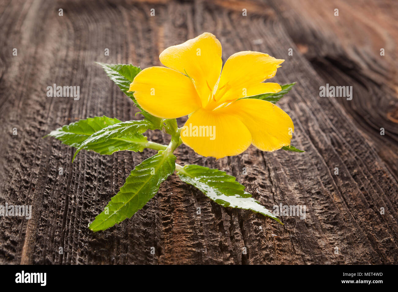 Damiana, turnera diffusa flower on brown wooden table. Medicinical herbs. Stock Photo